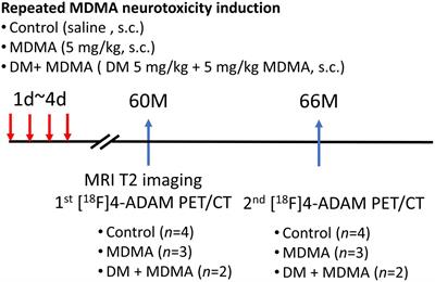 Preliminary Results on the Long-Term Effects of Dextromethorphan on MDMA-Mediated Serotonergic Deficiency and Volumetric Changes in Primates Based on 4-[18F]-ADAM PET/MRI